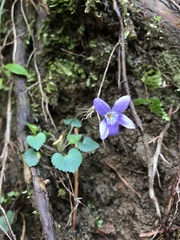 Viola grypoceras