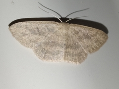 Perixera griseata