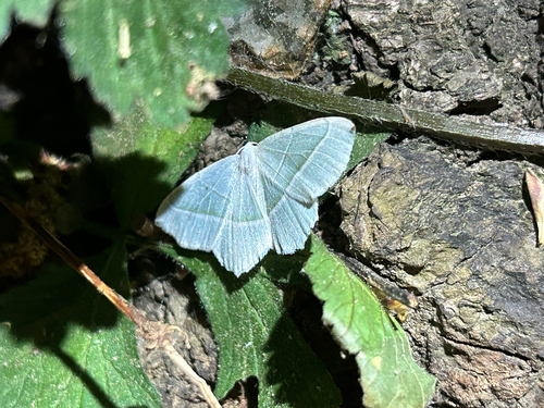 Light Emerald