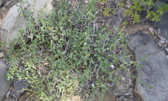 Monechma spartioides