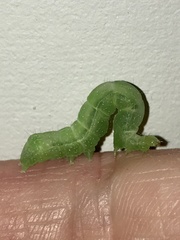 Chrysodeixis subsidens