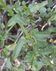 Monechma spartioides