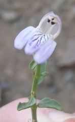 Monechma spartioides