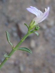 Monechma spartioides