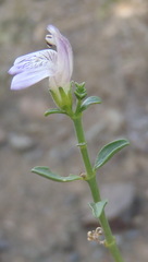Monechma spartioides