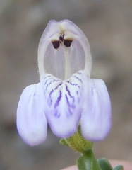 Monechma spartioides
