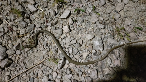 Green Whip Snake