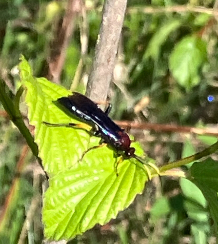 Ichneumon centrator photo 4