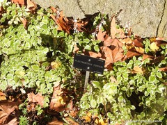Coleus forsteri