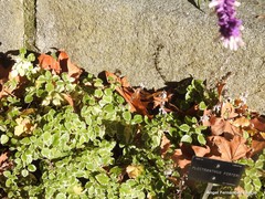 Coleus forsteri
