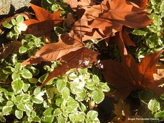 Coleus forsteri