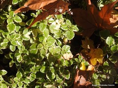 Coleus forsteri