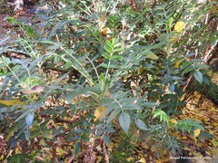 Fontanesia phillyreoides
