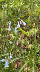 author not stated, no rights reserved Mertensia lanceolata, photograph author not stated, no rights reserved