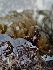 Alcyonidium