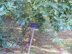 Syringa wolfii