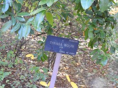 Syringa wolfii