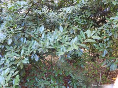 Syringa wolfii