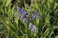 Hyacinthoides italica