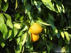 Citrus floridana
