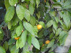 Citrus floridana