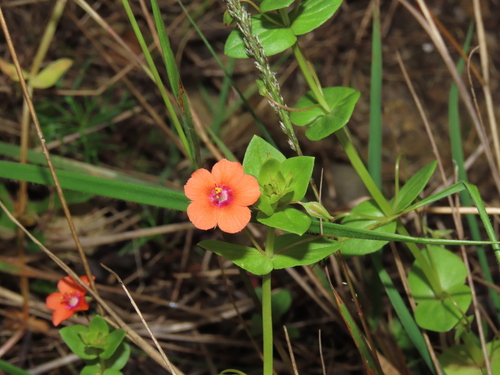 scarlet pimpernel