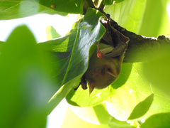 Myotis formosus flavus