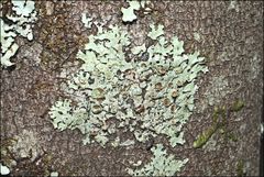 Austroparmelina pseudorelicina