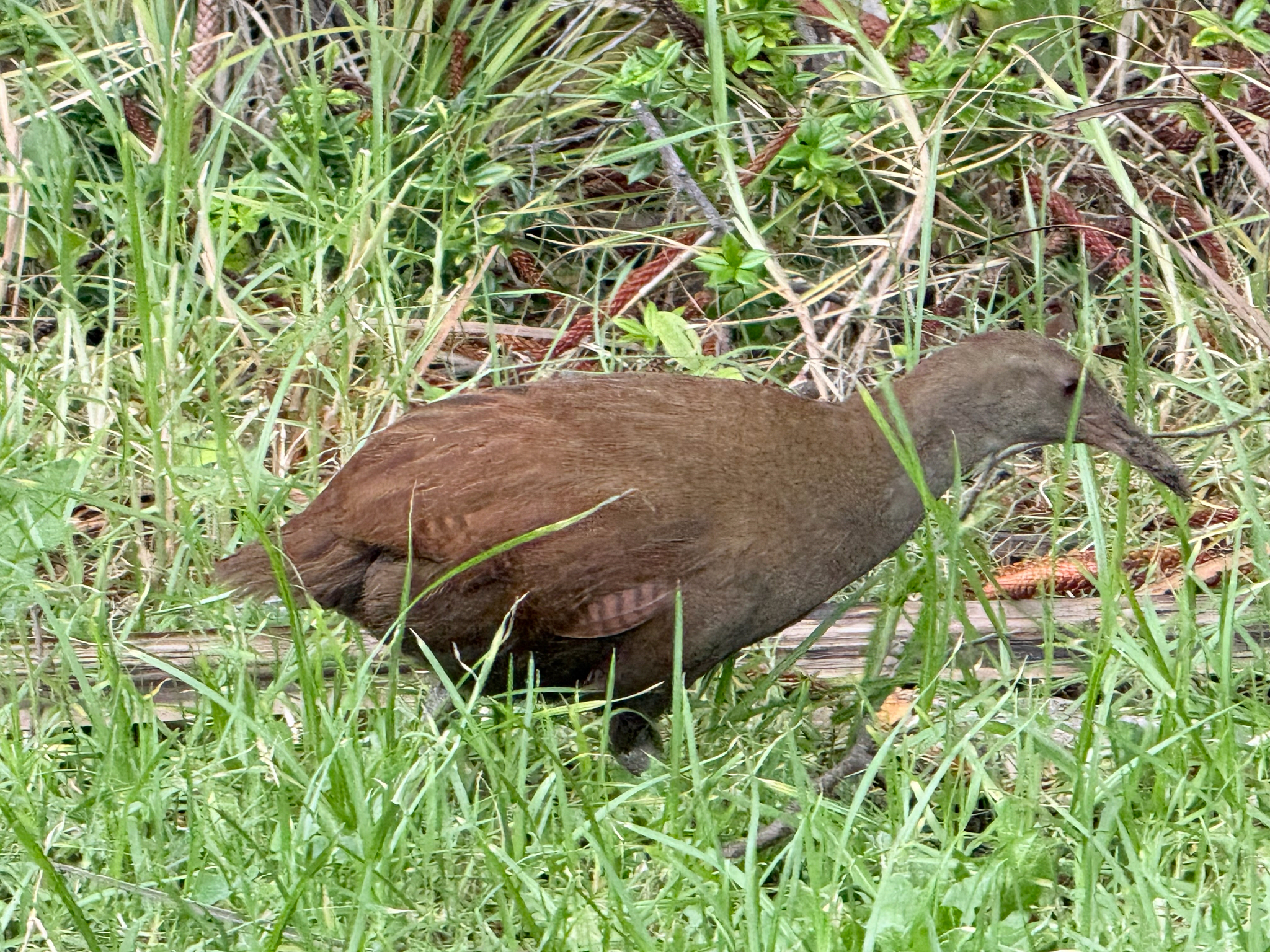 Lord Howe Woodhen (Gallirallus sylvestris), photo 5