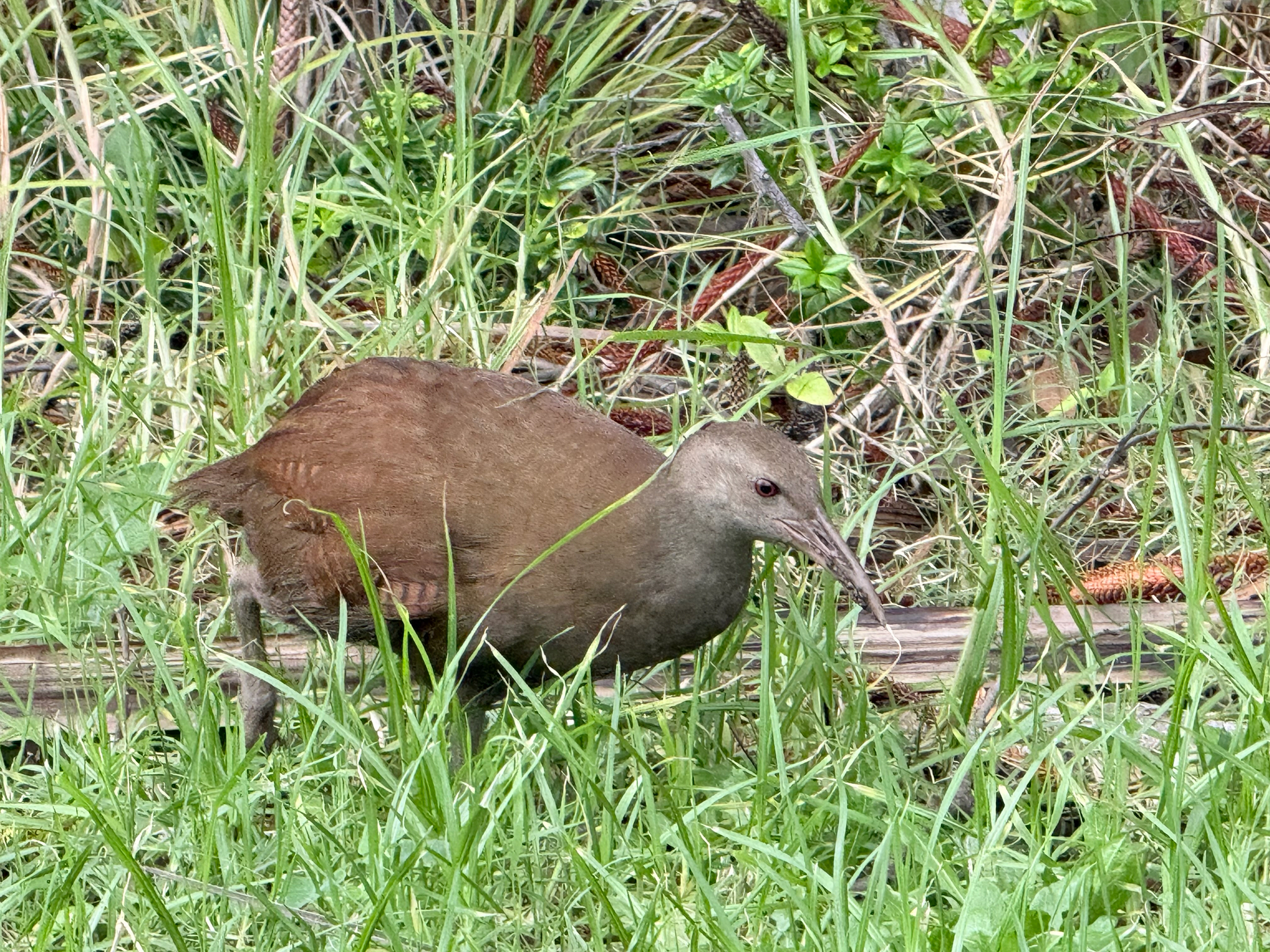 Lord Howe Woodhen (Gallirallus sylvestris), photo 4