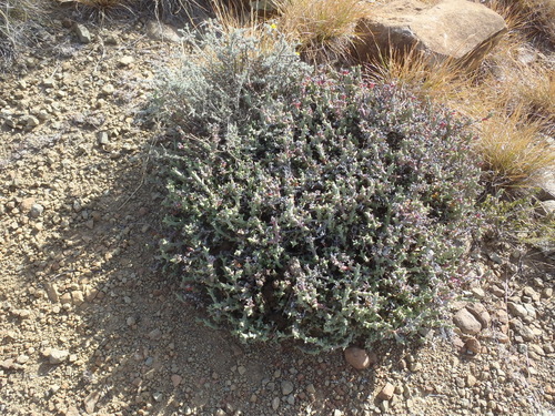 Ruschia perfoliata, photograph 3