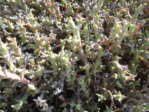 Ruschia perfoliata, photograph 1