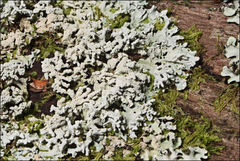 Hypogymnia subphysodes