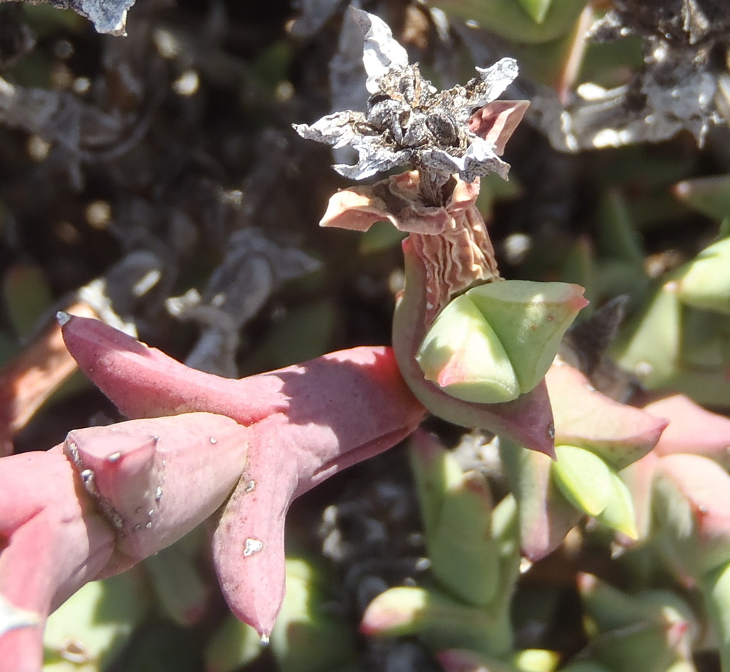 Ruschia perfoliata (Mill.) Schwantes 2