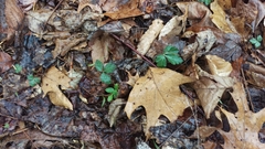 Cardamine diphylla