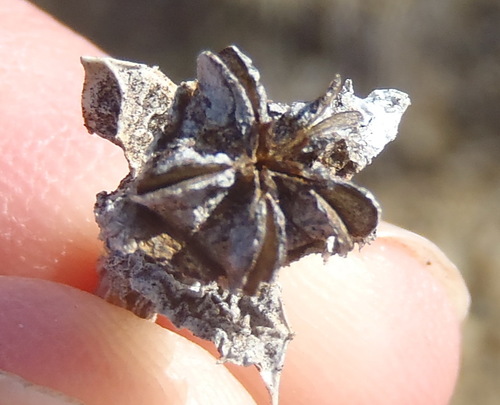 Ruschia perfoliata, photograph 5