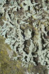 Hypogymnia subphysodes