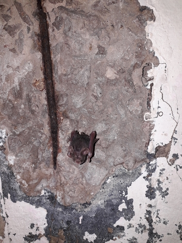 Sundevall's Leaf-nosed Bat