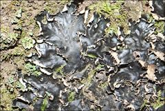 Peltigera dolichorhiza