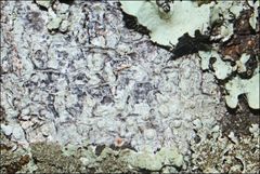 Pertusaria pertractata