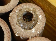 Epsilon chartergiforme