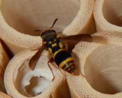 Epsilon chartergiforme