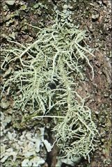 Usnea inermis