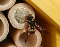 Epsilon chartergiforme