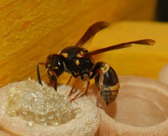 Epsilon chartergiforme