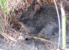 Hispid Hare photo 1