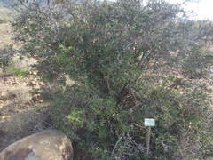 Carissa haematocarpa