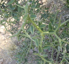 Carissa haematocarpa