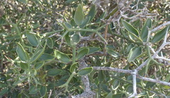 Carissa haematocarpa