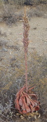 Aloe microstigma microstigma
